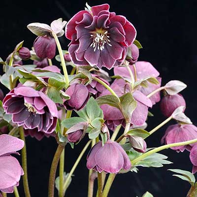 Helleborus NORTH STAR™ 'Plum'