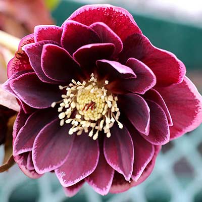 Helleborus NORTH STAR™ 'Plum'