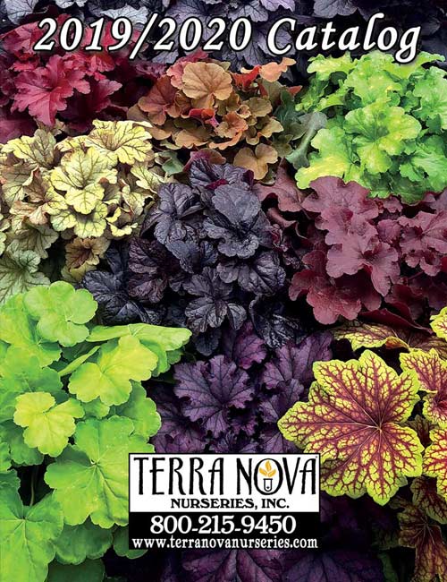 Downloadable Catalogs | TERRA NOVA® Nurseries, Inc.