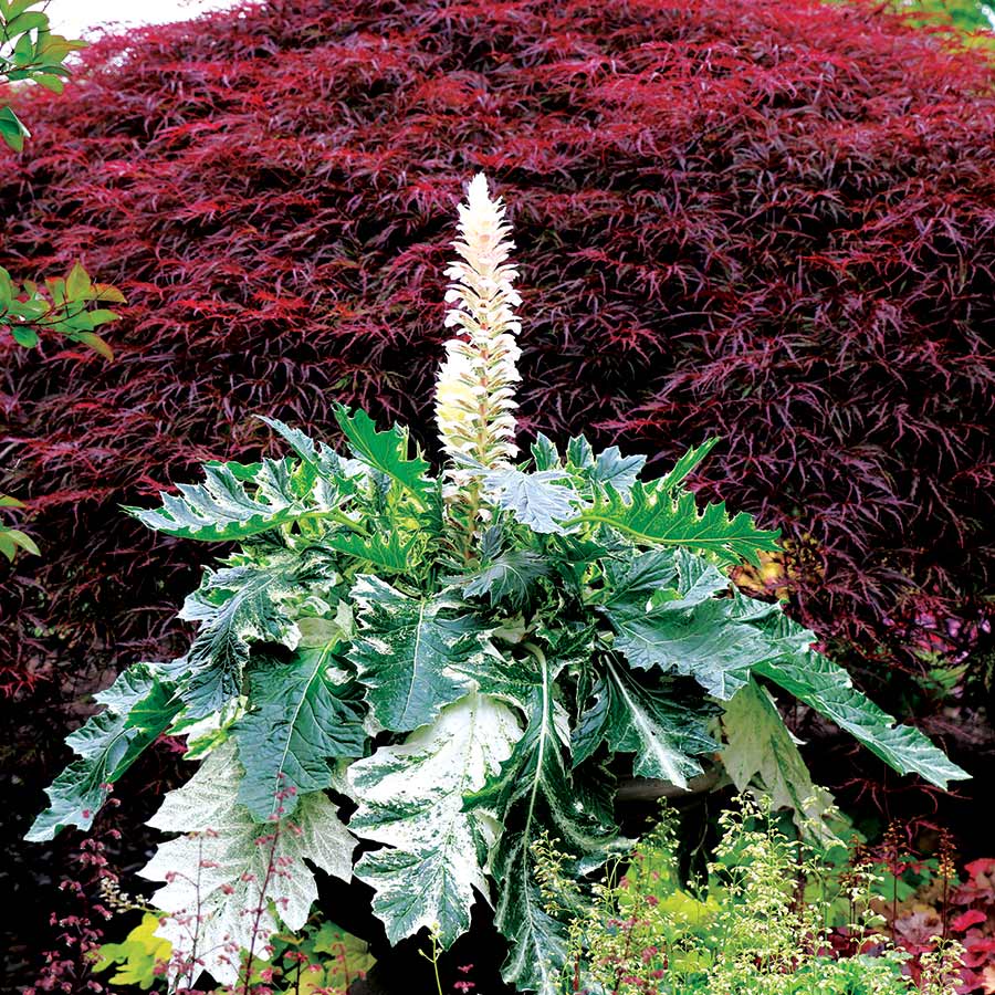 Acanthus 'Whitewater'