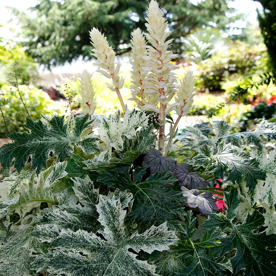 Acanthus 'Whitewater'