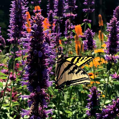 Agastache 'Blue Boa'