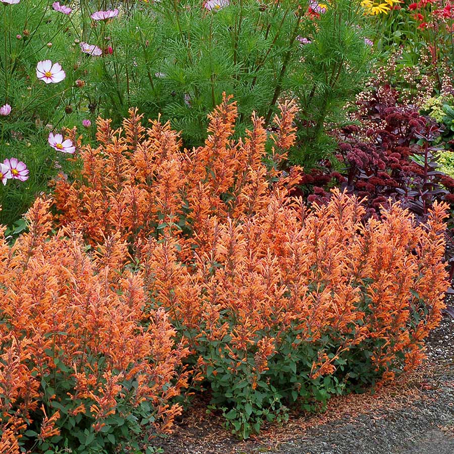 Agastache 'Kudos Mandarin'