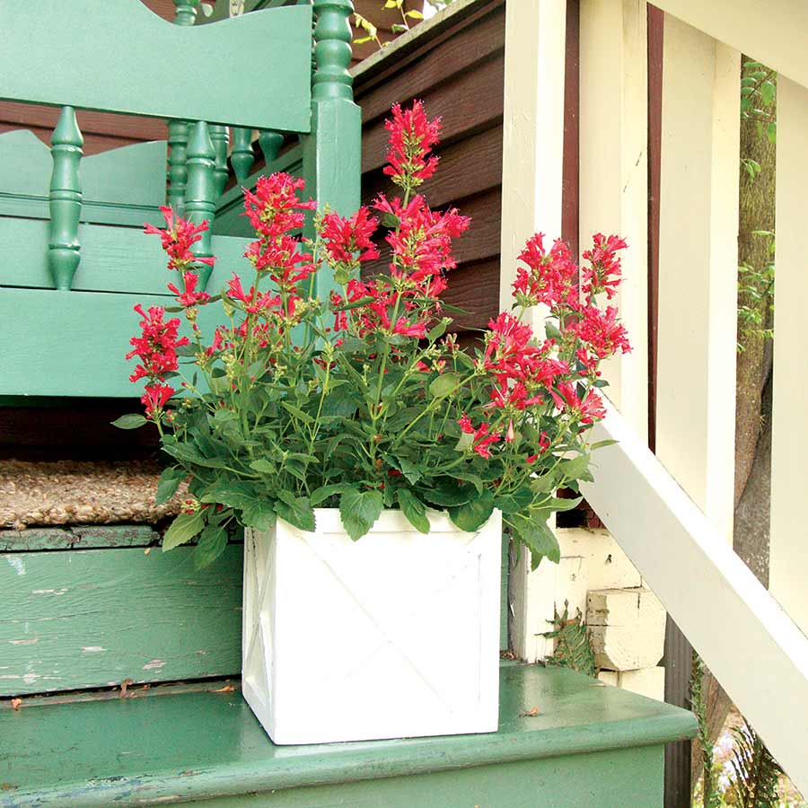 Agastache 'Kudos Red'