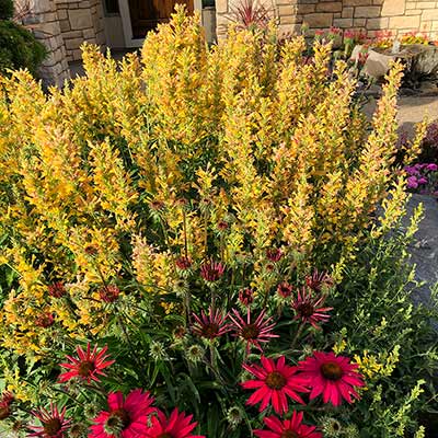 Agastache 'Kudos Yellow'