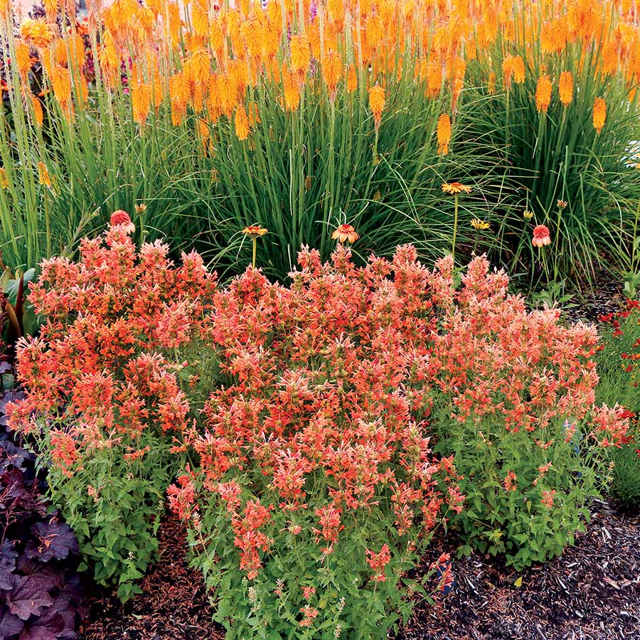 Agastache POQUITO® 'Orange'