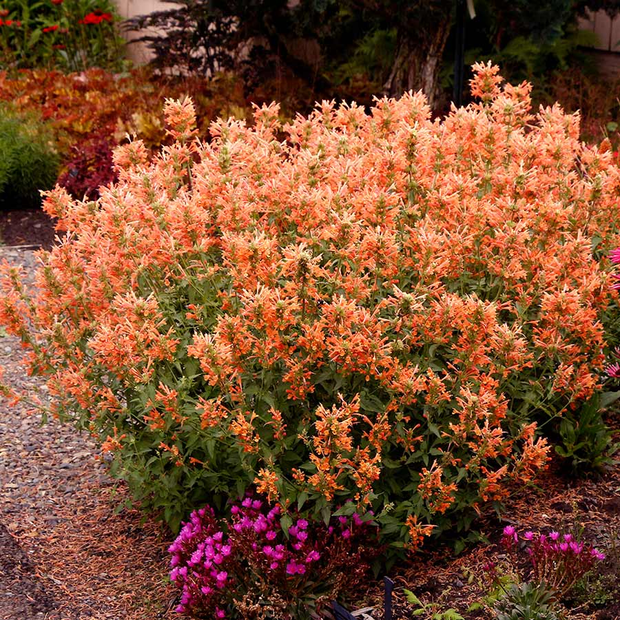 Agastache POQUITO® 'Orange'