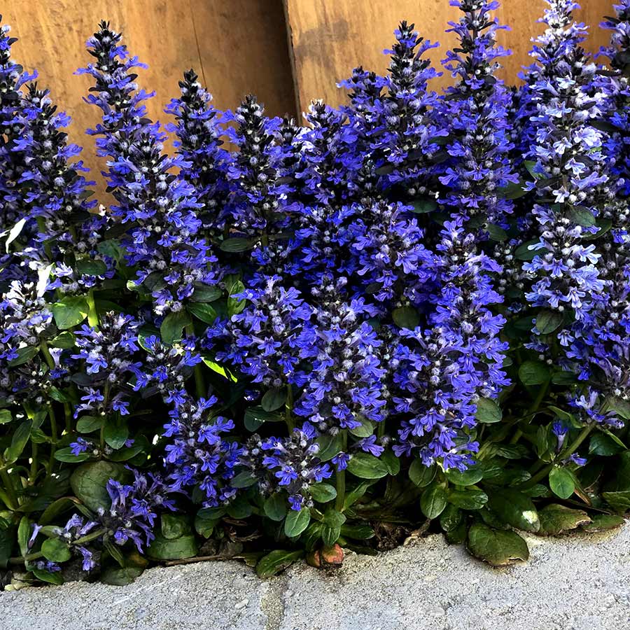 Ajuga 'Blueberry Muffin'