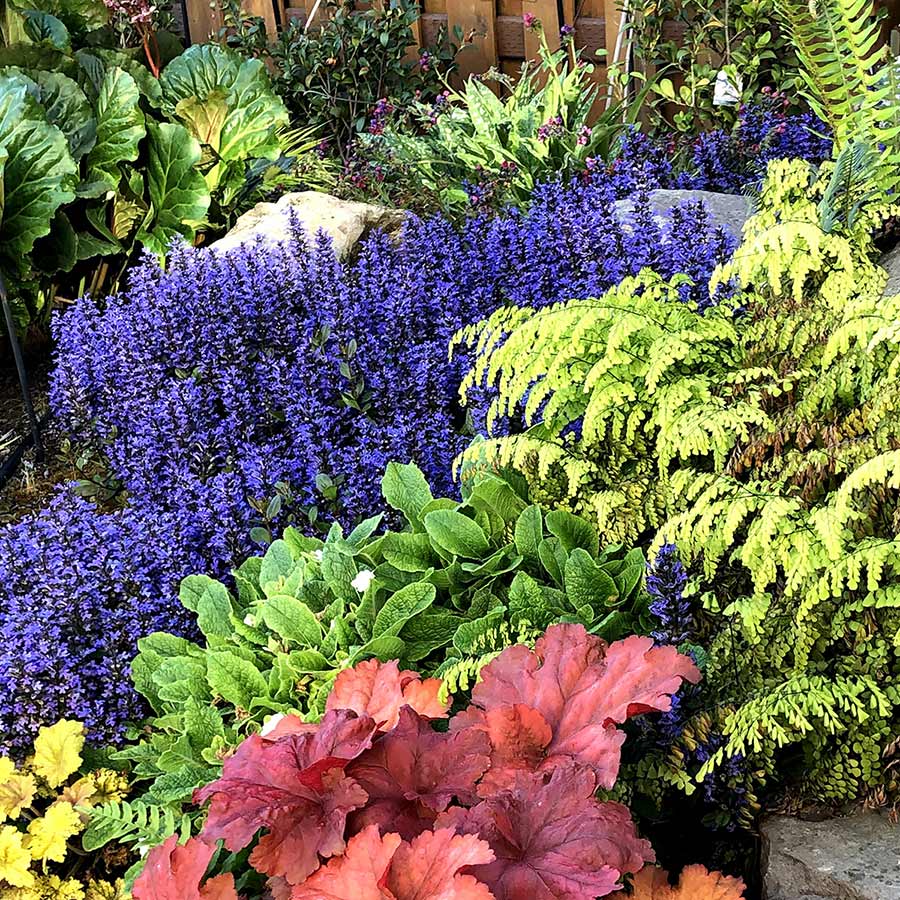 Ajuga 'Blueberry Muffin'