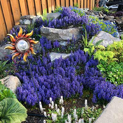 Ajuga 'Blueberry Muffin'