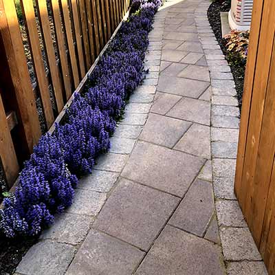 Ajuga 'Blueberry Muffin'