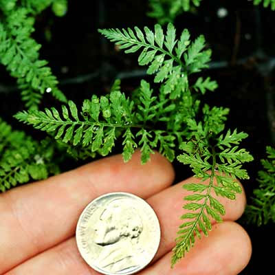 Athyrium 'Dre's-Dagger'