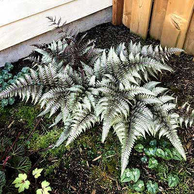 Athyrium 'Pewter Lace'