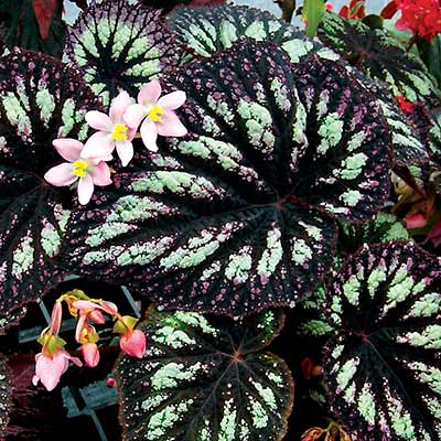 Begonia 'Fireworks'