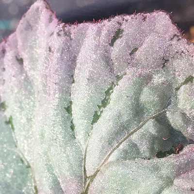 Begonia NAUTILUS™ 'Lilac'