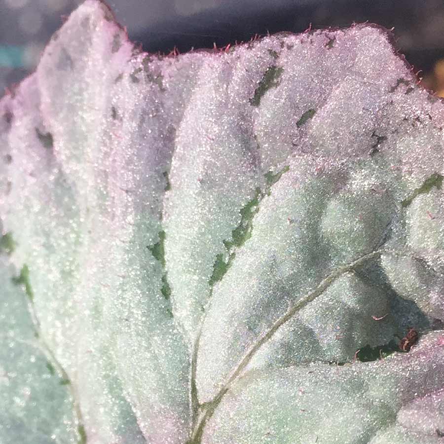 Begonia NAUTILUS™ 'Lilac' | TERRA NOVA® Nurseries, Inc.