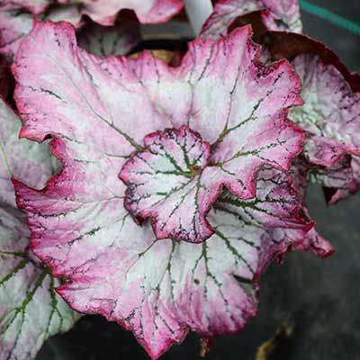 Begonia NAUTILUS™ 'Lilac'