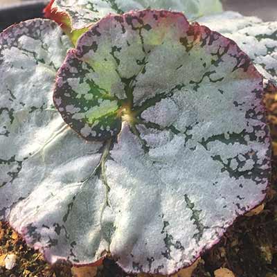 Begonia NAUTILUS™ Lilac