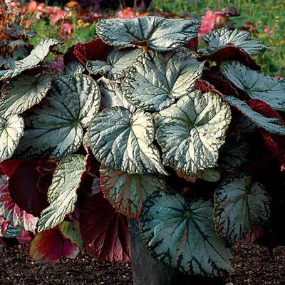 Begonia SILVER™ 'Lace'