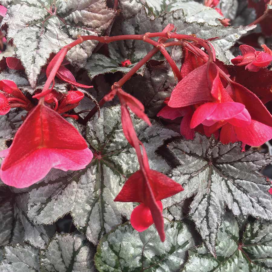 Begonia SPECTRE™ 'Silver'