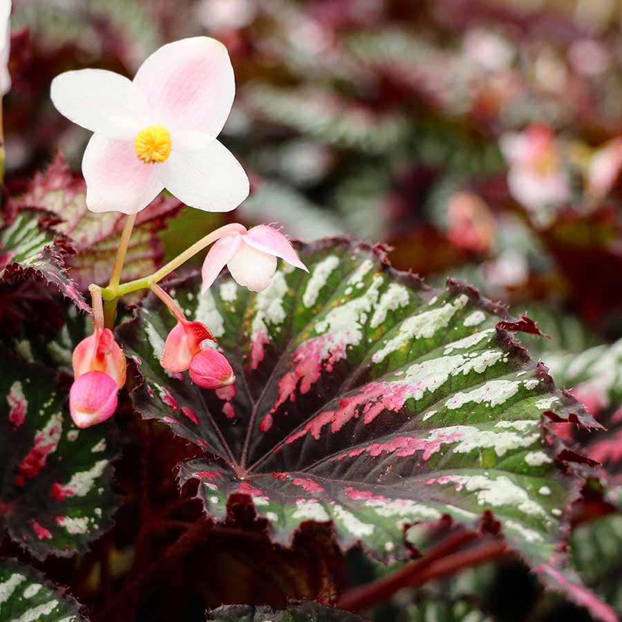 Begonia T REX® 'Painter's Palette'