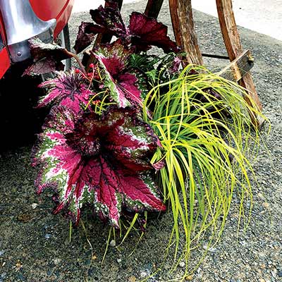 Begonia T REX® 'St. Nick'