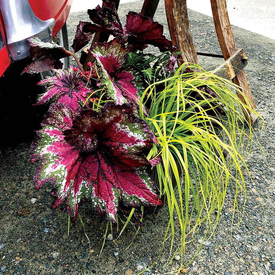 Begonia T REX® 'St. Nick'