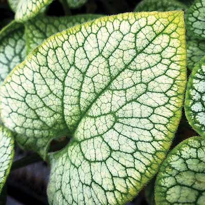 Brunnera ALCHEMY™ 'Pewter'