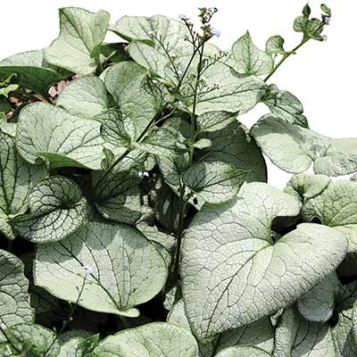 Brunnera ALCHEMY™ 'Silver'