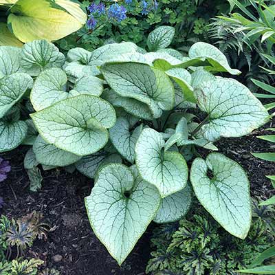 Brunnera ALCHEMY™ 'Silver'