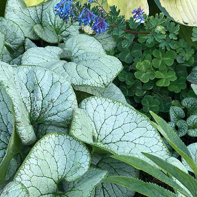 Brunnera ALCHEMY™ 'Silver'