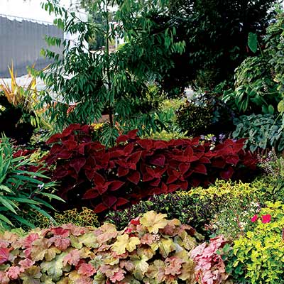 Coleus COLOR CLOUDS™ 'Valentine'