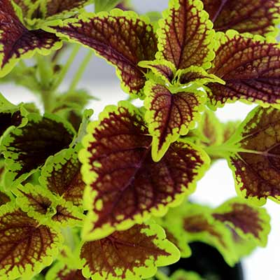 Coleus FLYING CARPET™ 'Fire Mountain'