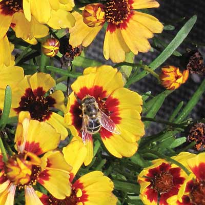 Coreopsis 'Firefly'