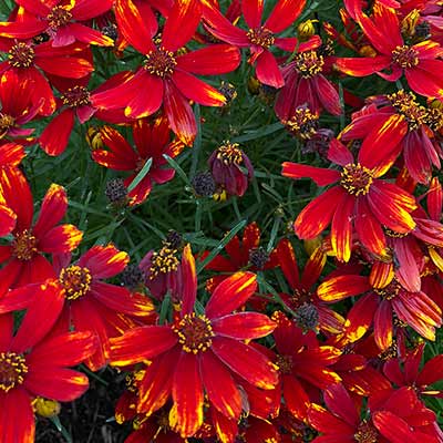 Coreopsis 'Lightning Bug'