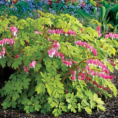 Dicentra 'Gold Heart'