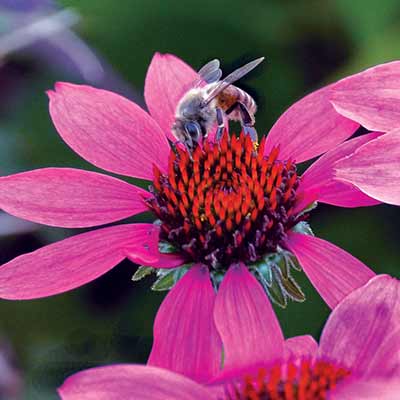 Echinacea 'Amazing Dream'