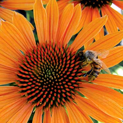 Echinacea 'Big Kahuna'