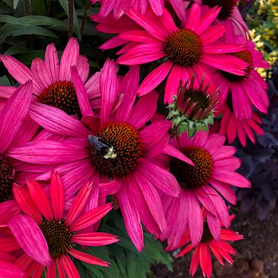 Echinacea 'Glowing Dream'