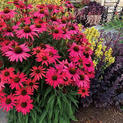 Echinacea 'Glowing Dream'