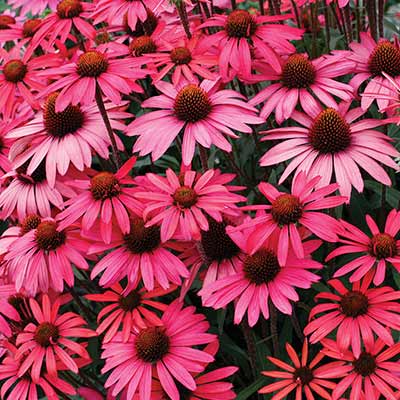 Echinacea 'Glowing Dream'