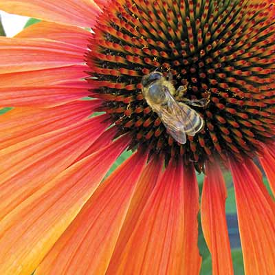 Echinacea KISMET® 'Intense Orange'