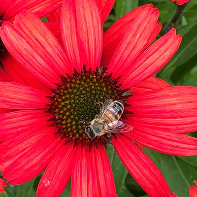 Echinacea KISMET® 'Red'