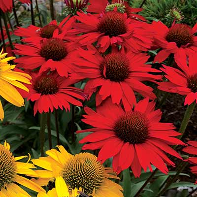 Echinacea KISMET® 'Red'