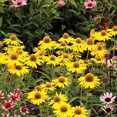 Echinacea KISMET® 'Yellow'