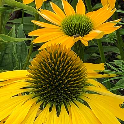 Echinacea KISMET® 'Yellow'