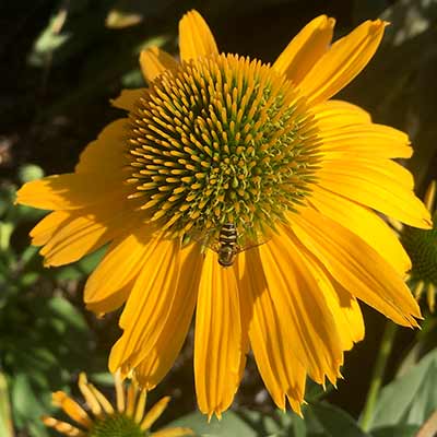 Echinacea KISMET® 'Yellow'