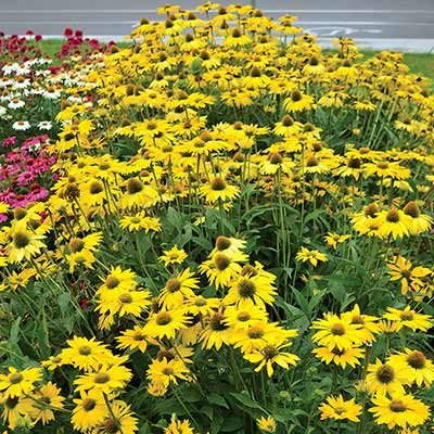 Echinacea 'Leilani'