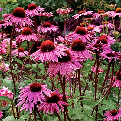 Echinacea 'Merlot'