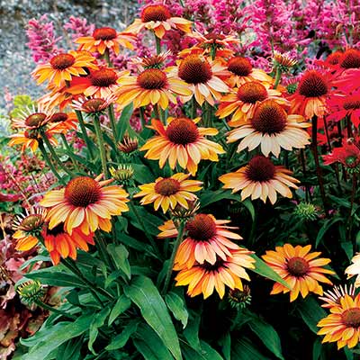 Echinacea PRIMA™ 'Ginger'